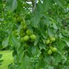Juglans Regia - walnoot