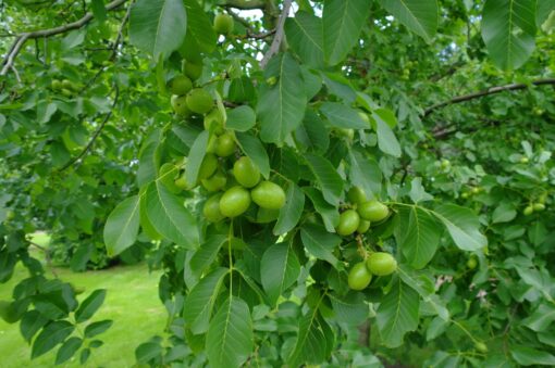 Juglans Regia - walnoot