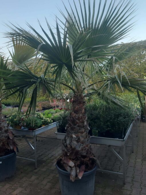 Palmboom Washingtonia Robusta (stam 100 cm)