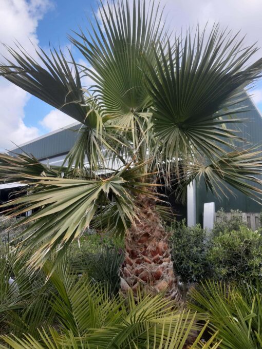 Palmboom Washingtonia Robusta (stam 125 cm)