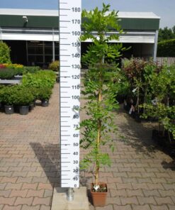 Wisteria Sinensis 'Prematura'
