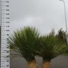 Yucca Linearifolia meerstammig