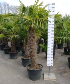 Nauwgezet Graden Celsius Manieren Palmboom Trachycarpus Fortunei (stam 110-120 cm) - Tuinplantenonline.nl