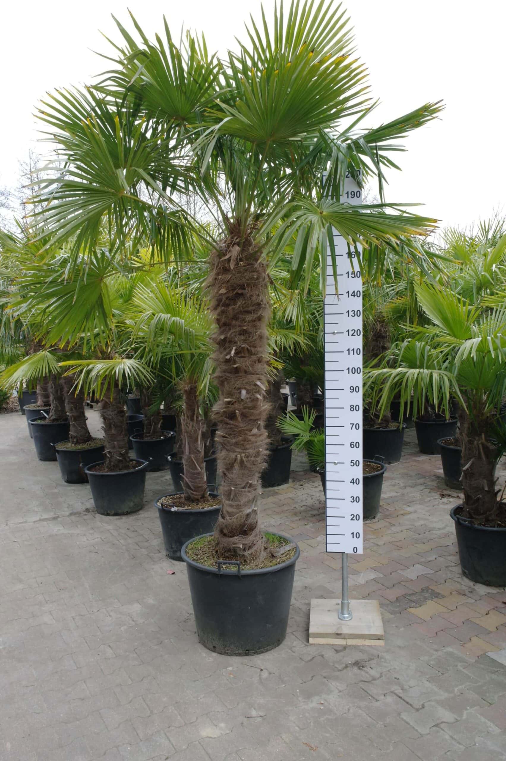 vlam speler Het pad Palmboom Trachycarpus Fortunei (stam 160 - 170 cm) - Tuinplantenonline.nl
