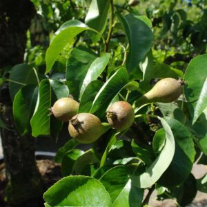 Fruitbomen