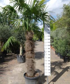 Staan voor geef de bloem water Makkelijk te lezen ᐅ Palmbomen kopen | Hoge kwaliteit & Scherp geprijsd!