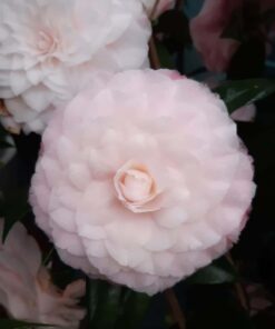 Camellia Japonica 'Nuccio's Pearl' - roze 