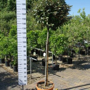 Elaeagnus ebbingei 'Compacta' op stam - Olijfwilg op stam