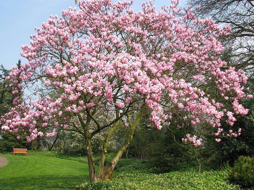 Magnolia boom