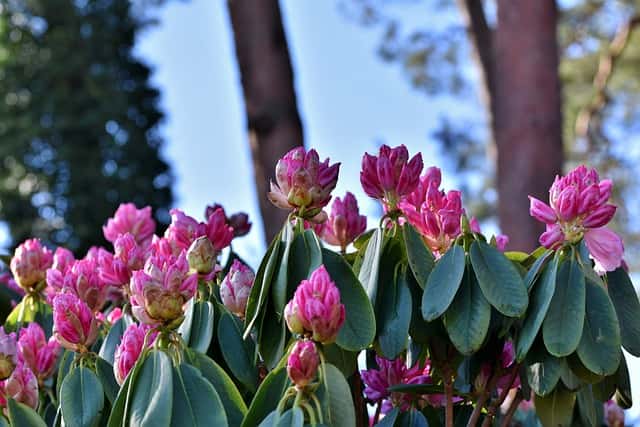 Werkwijze rhododendrons snoeien