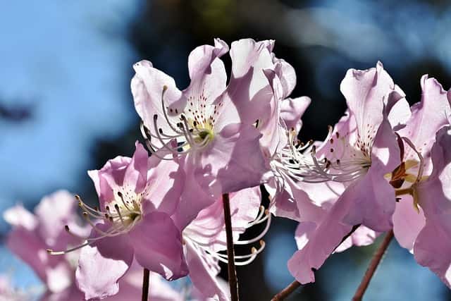 De Rhododendron snoeien - Werkwijze en tips