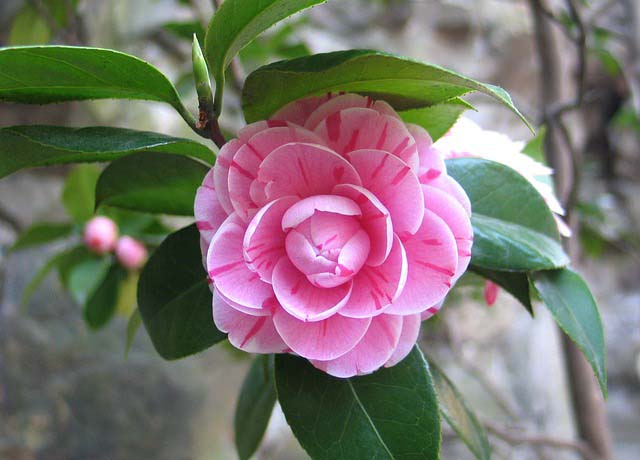 Camellia planten