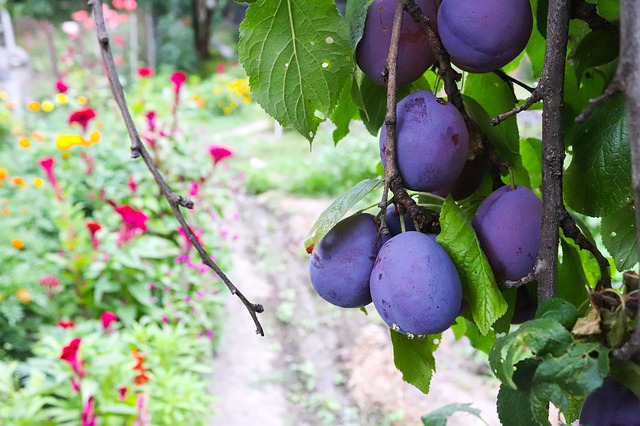 Fruitbomen Snoeien - Beste Periode & Werkwijze!