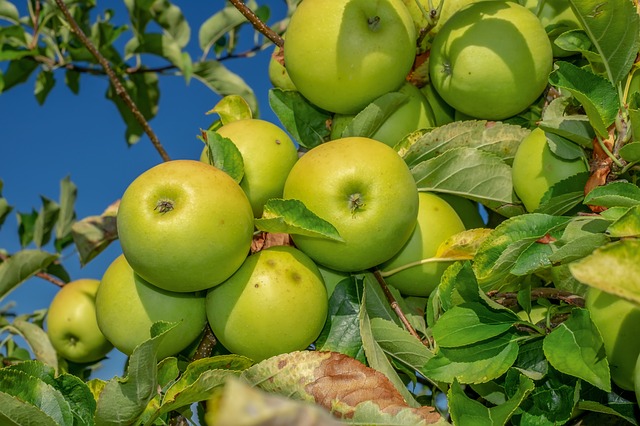 Hoe en wanneer een fruitboom planten