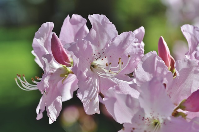 Meststof voor de Rhododendrons