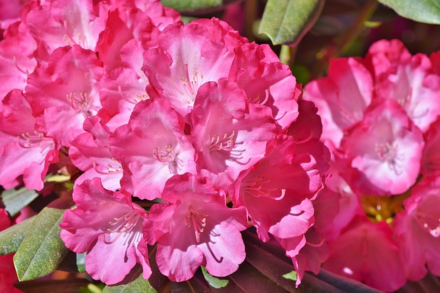 Rhododendron onderhouden