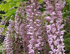 Wisteria's