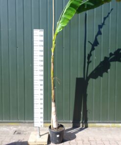 Bananen plant