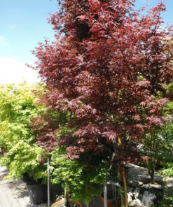 Acers