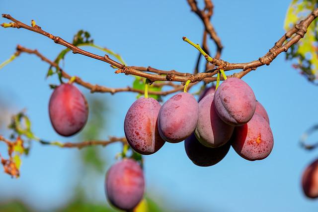 Fruitbomen verzorging en tips