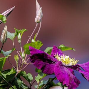 Tuinplanten