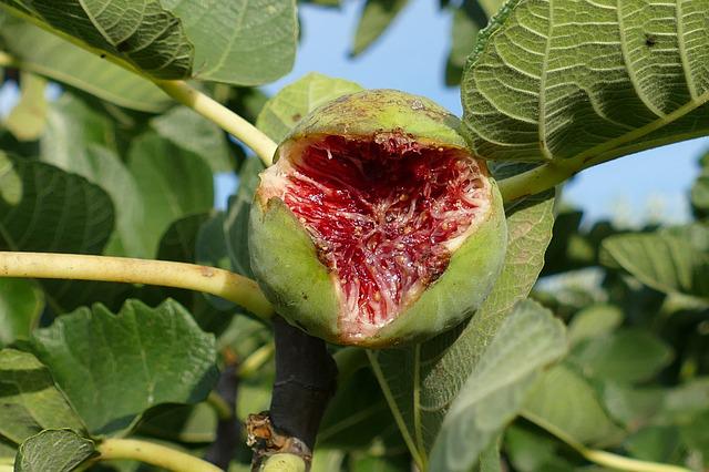 Ficus Carica bemesten
