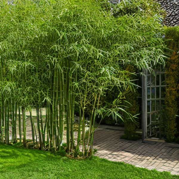 Bamboe verzorgen