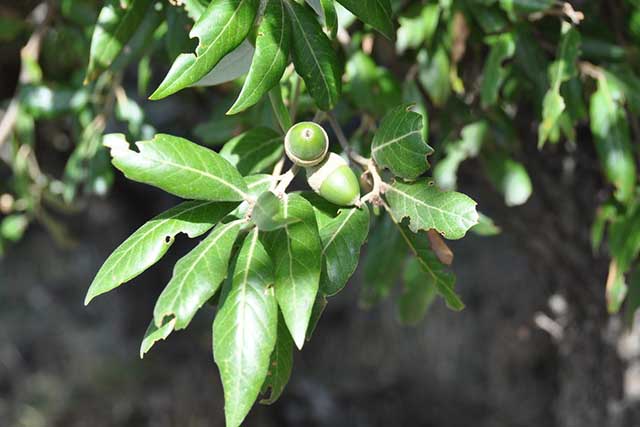 Quercus Ilex - steeneik