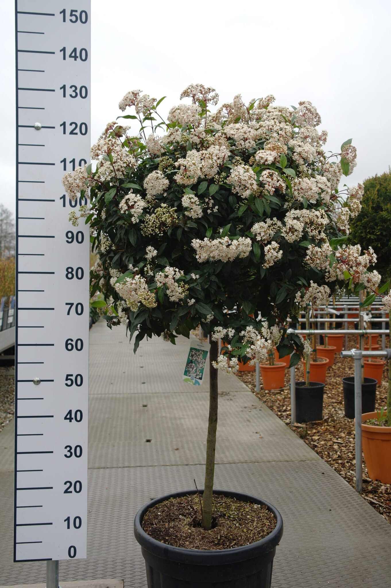 Viburnum Tinus bol boom op stam