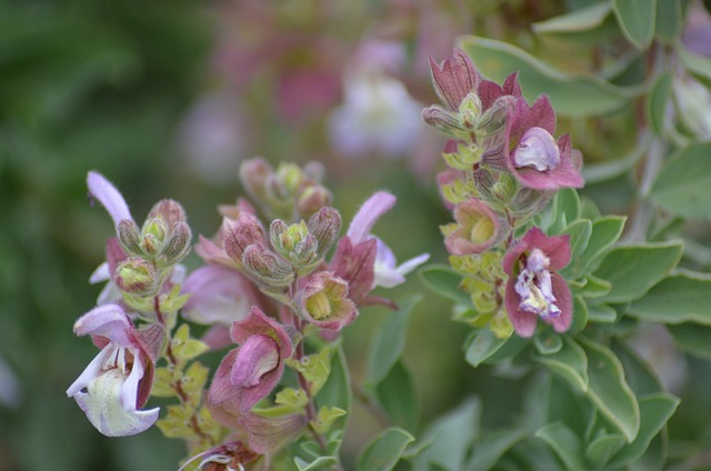 Plant bloeit niet