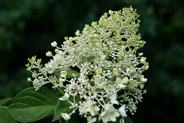 Moedig Hubert Hudson Inspecteren 10 Mooiste Struiken met Witte Bloemen | Soorten & Advies