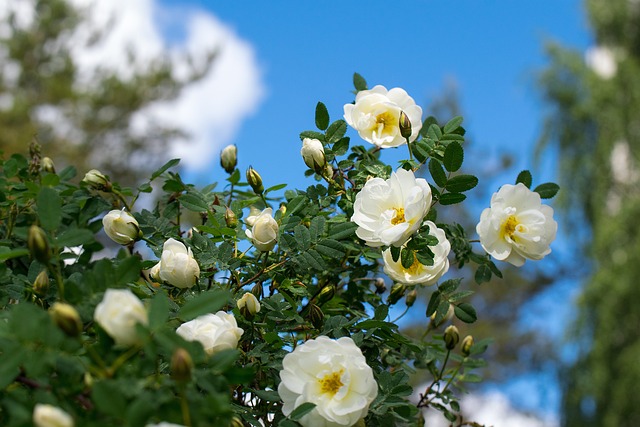 Tijdreeksen avond Ontwapening 10 Mooiste Struiken met Witte Bloemen | Soorten & Advies