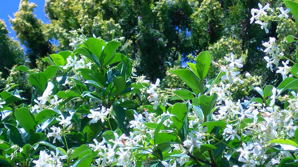 Groenblijvende klimplant Toscaanse Jasmijn