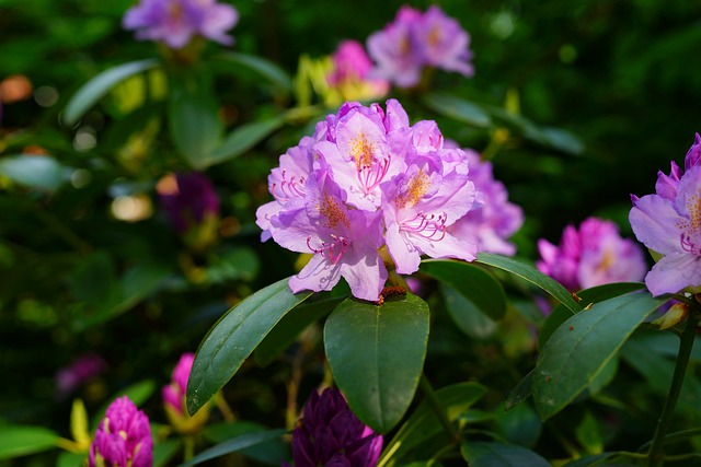 Rhododendron struik met paarse bloemen
