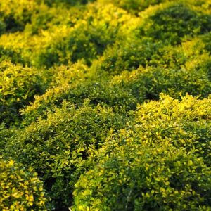 Buxus