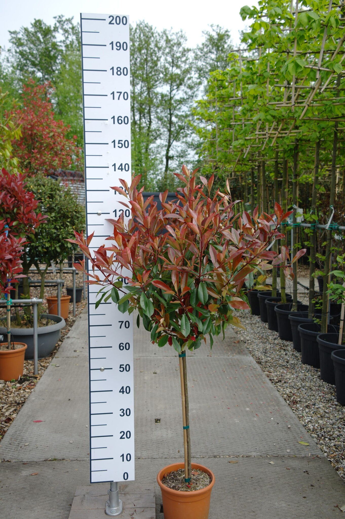 Photinia Red Robin op stam kopen | Tuinplantenonline.nl