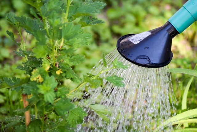 Tuin water geven met een gieter